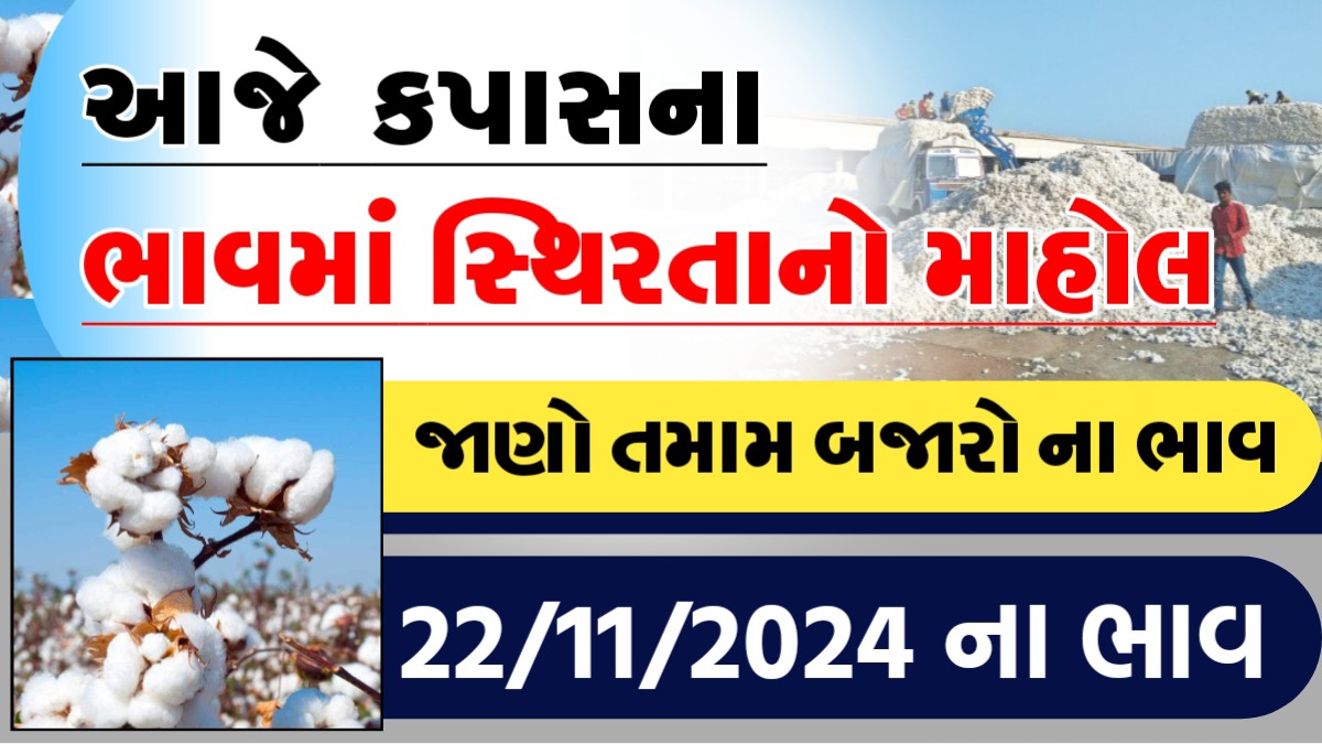 આજે કપાસના ભાવમા સ્થિરતાનો માહોલ, જાણૉ આજના તમામ બજારોના ભાવ