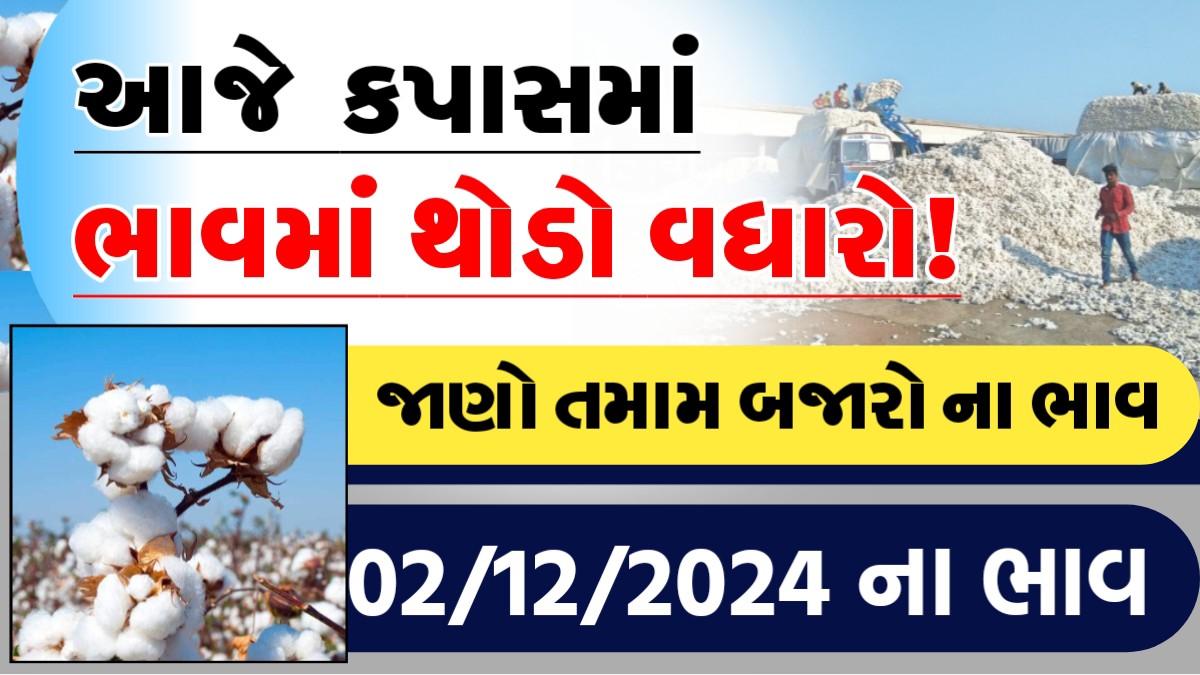 આજે કપાસના ભાવમા થોડો વધારો!, જાણો આજના તમામ બજારોના ભાવ