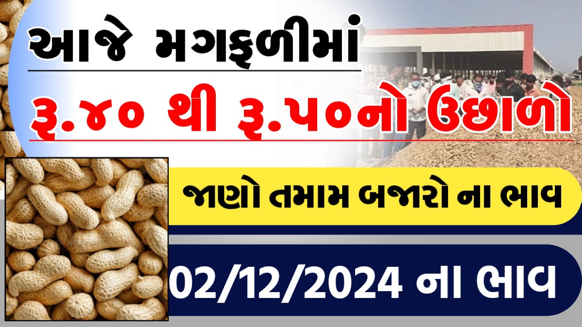 આજે મગફળીમા રુ.૪૦ થી રુ.૫૦નો ઉછાળો, જાણો આજના તમામ બજારોના ભાવ