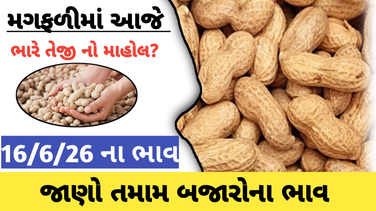 આજે મગફળીમાં ભારે તેજી,આજના તમામ બજારોના ભાવ