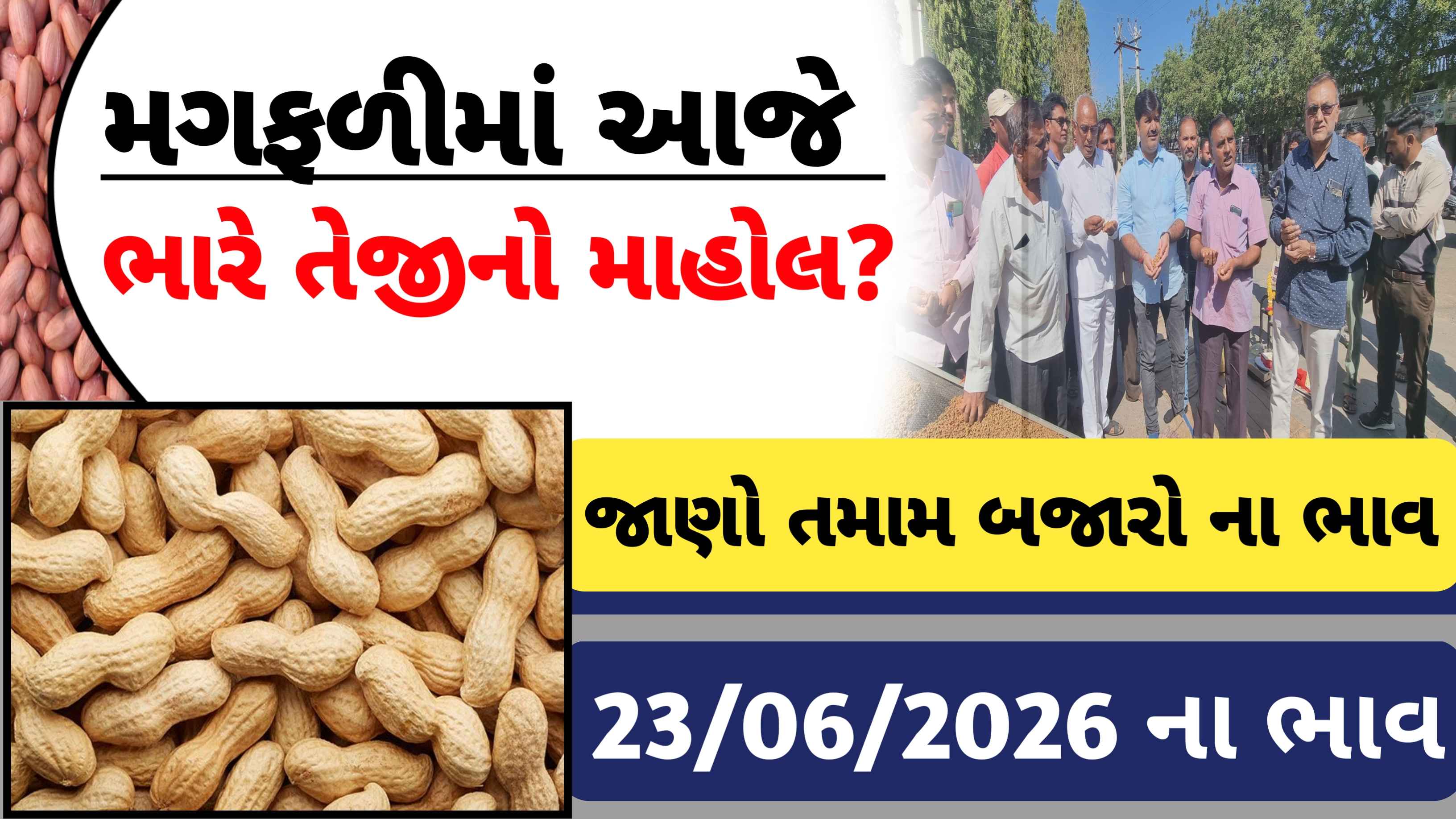 Groundut price (23 june 2026): જાણો આજના મગફળીના બજાર ભાવ