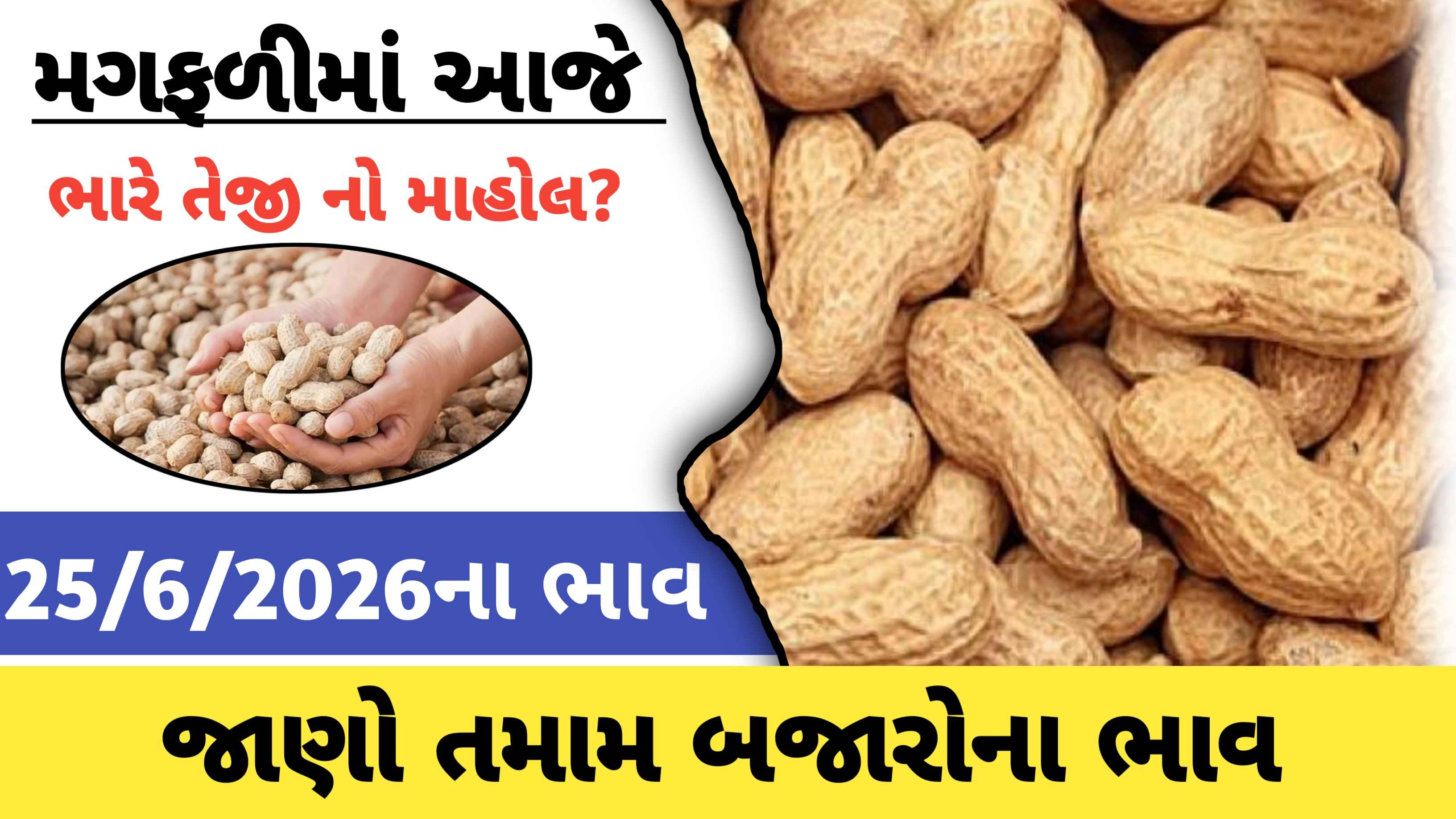 જાણો મગફળીના તમામ બજારોના ભાવ (25 જૂન 2026)