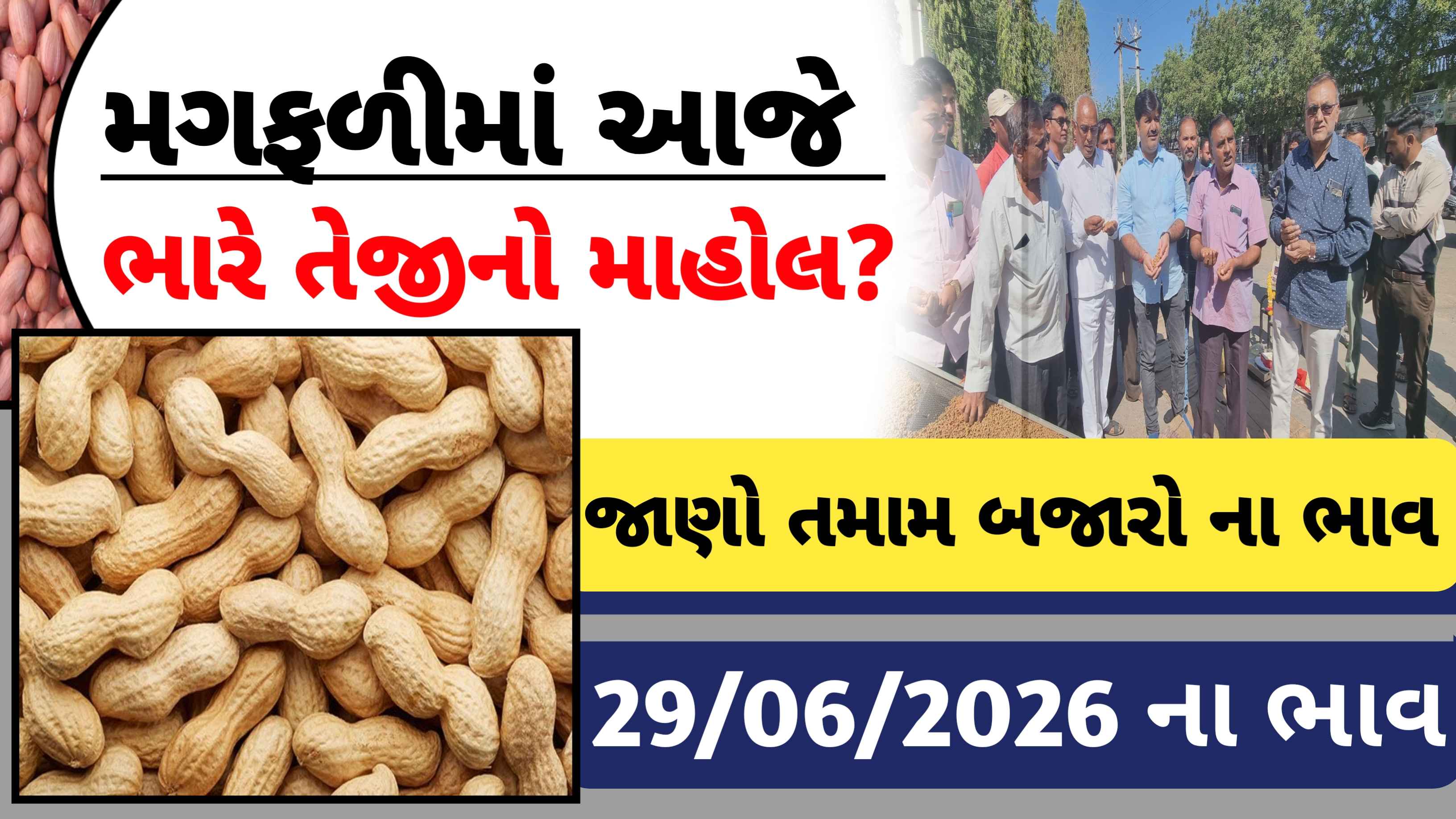 જાણો આજના મગફળીના બજાર ભાવો (29 જૂન 2026)