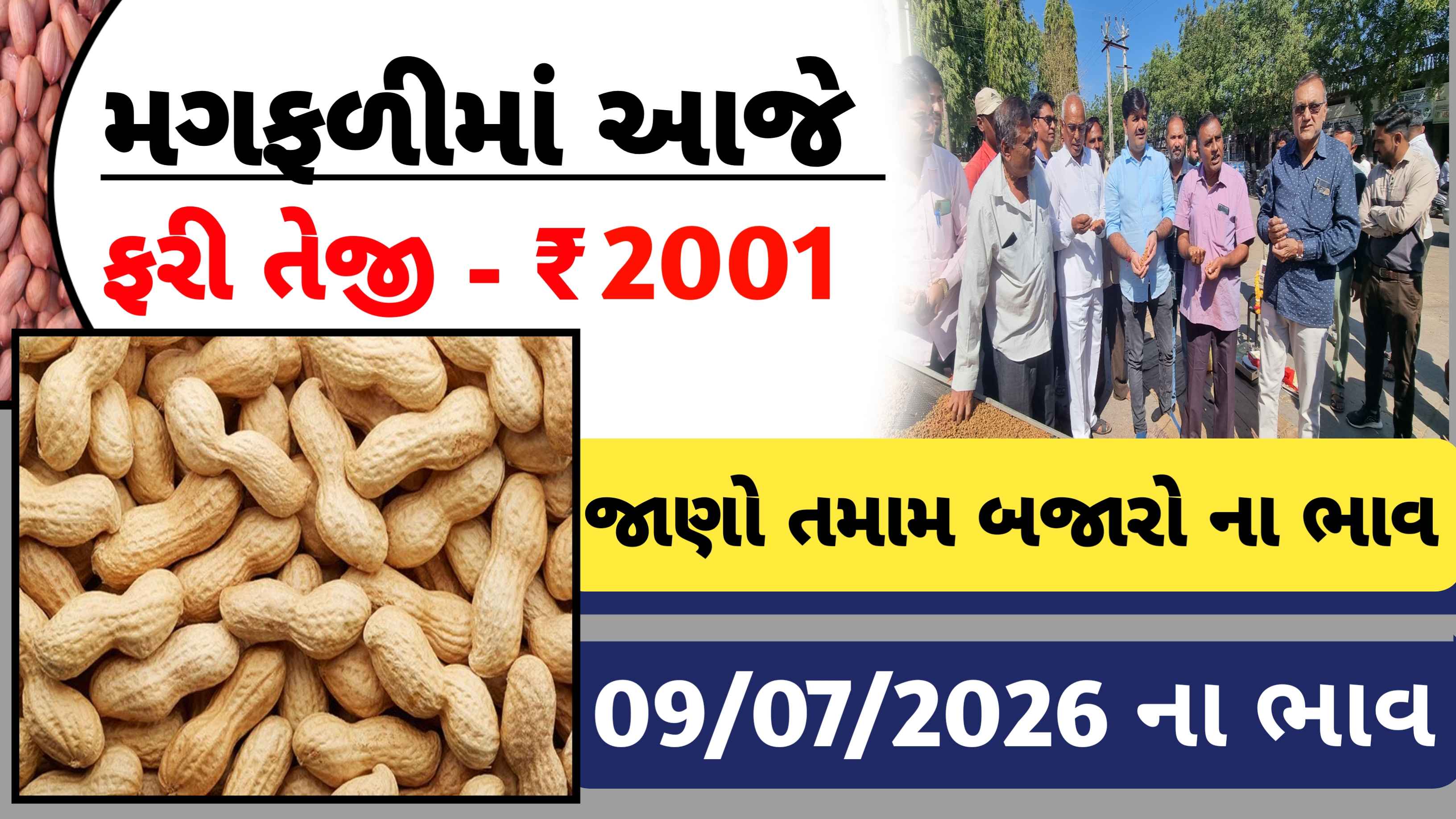આજે મગફળીના ભાવમાં મોટો ઉછાળો? જુઓ 9 જુલાઈ 2026ના તમામ APMC ના ભાવ