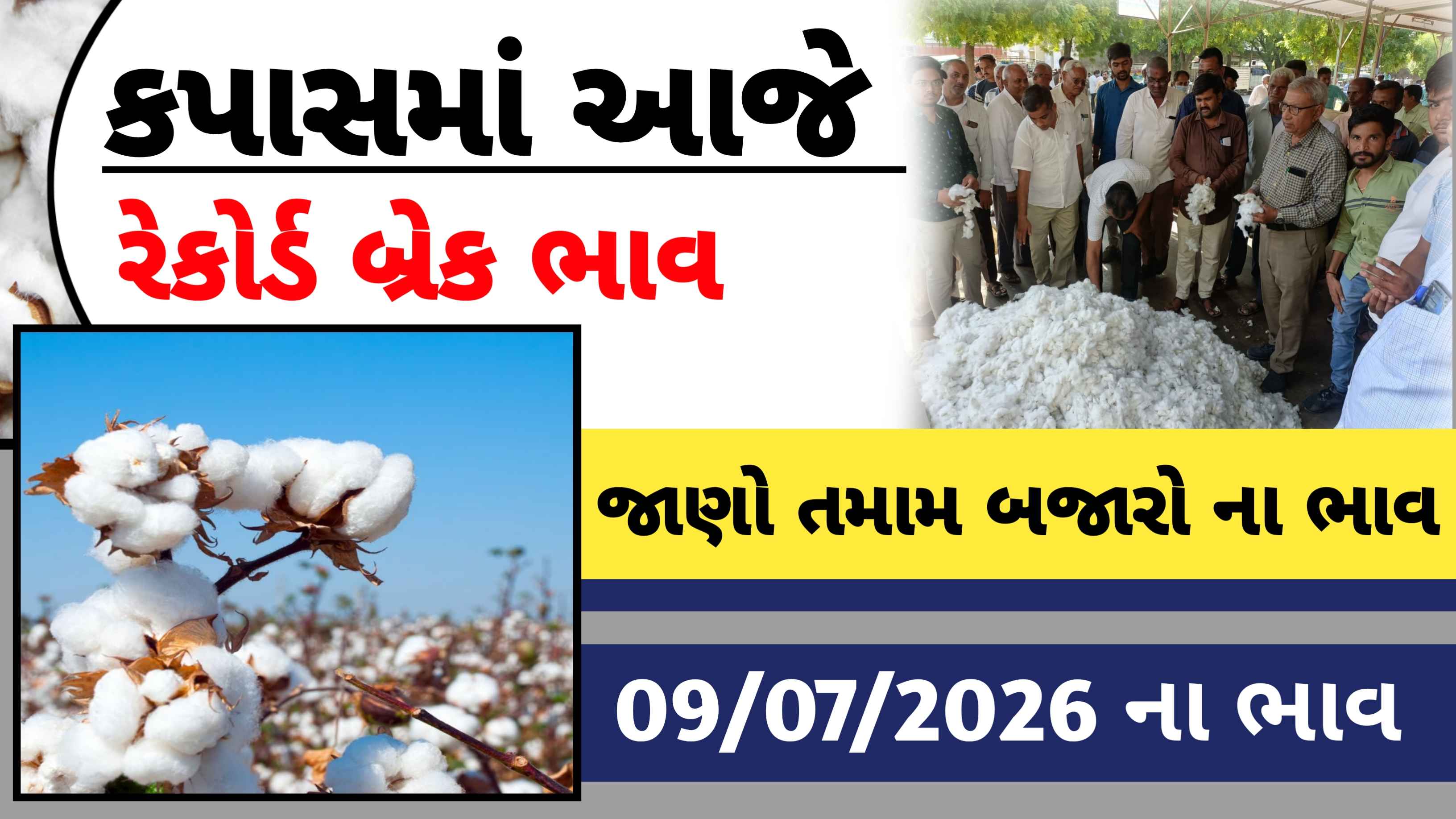 ​આજના કપાસના બજાર ભાવ: જાણો તમારા યાર્ડના લેટેસ્ટ રેટ