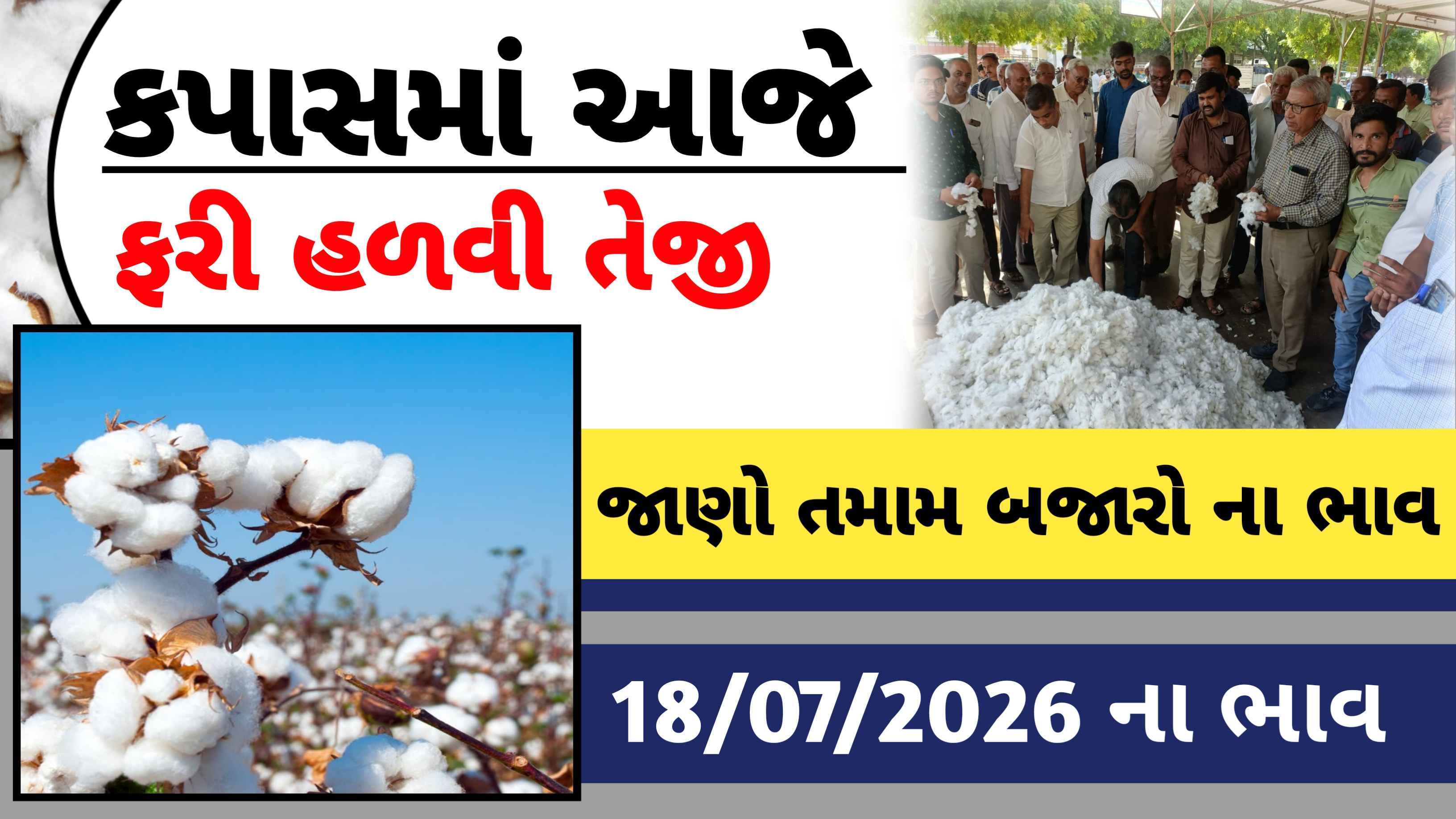 સોના જેવા કપાસના આજના રોકડા બજાર ભાવ